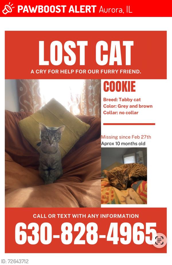 Lost Female Cat last seen Commonwealth/Garfield Ave Aurora IL, Aurora, IL 60506