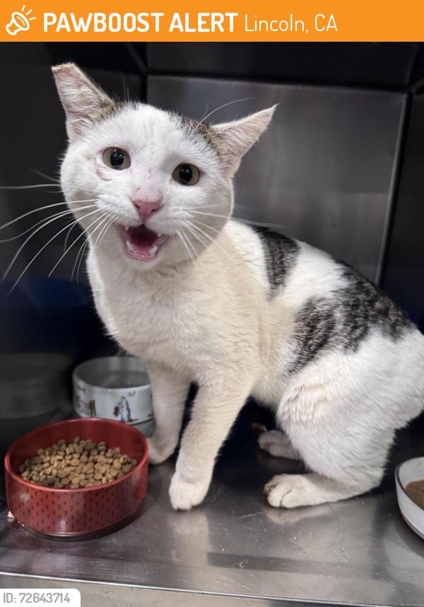 Found/Stray Male Cat last seen Near Fieldhaven Feline Center , Lincoln, CA 95648