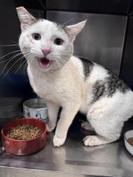 Found/Stray Male Cat last seen Near Fieldhaven Feline Center , Lincoln, CA 95648