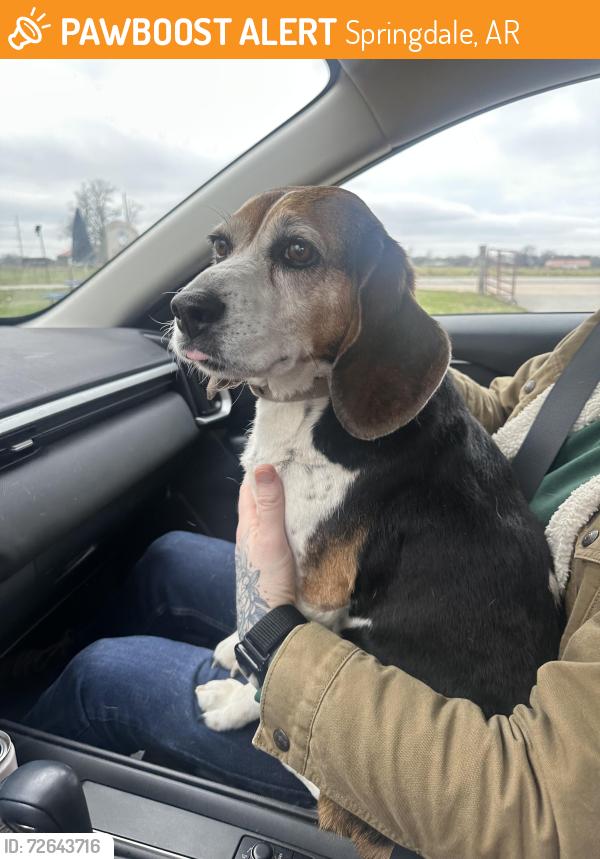 Found/Stray Unknown Dog last seen Rivers of Mercy, Springdale, AR 72718