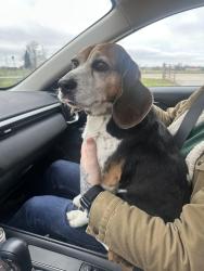 Found/Stray Unknown Dog last seen Rivers of Mercy, Springdale, AR 72718