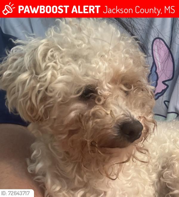Lost Male Dog last seen Patrick Henry , Jackson County, MS 39562