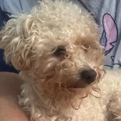 Lost Male Dog last seen Patrick Henry , Jackson County, MS 39562