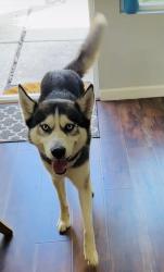 Found/Stray Male Dog last seen Calle Santiago, Chula Vista, CA 91910