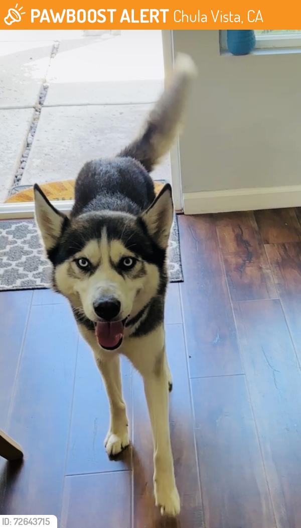 Found/Stray Male Dog last seen Calle Santiago, Chula Vista, CA 91910
