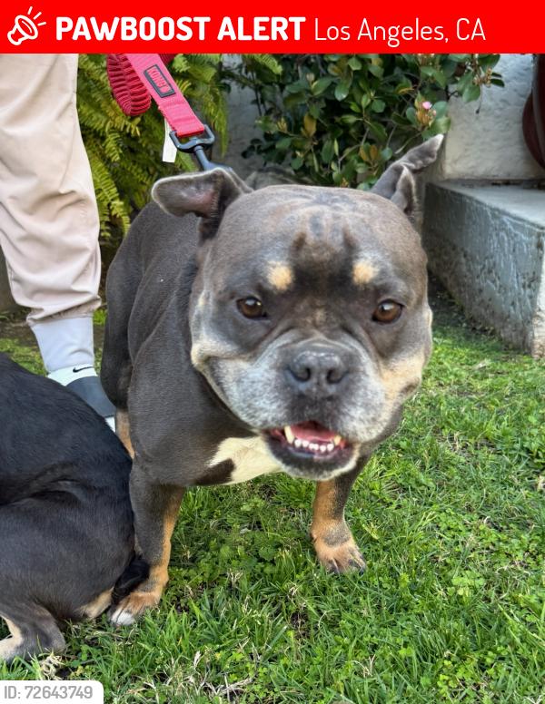 Lost Male Dog last seen  50th and south budlong street, Los Angeles, CA 90037