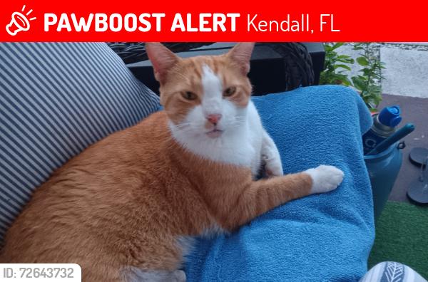 Lost Male Cat last seen Sw 88th Street and 78th Avenue , Kendall, FL 33156