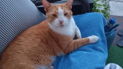 Lost Male Cat last seen Sw 88th Street and 78th Avenue , Kendall, FL 33156