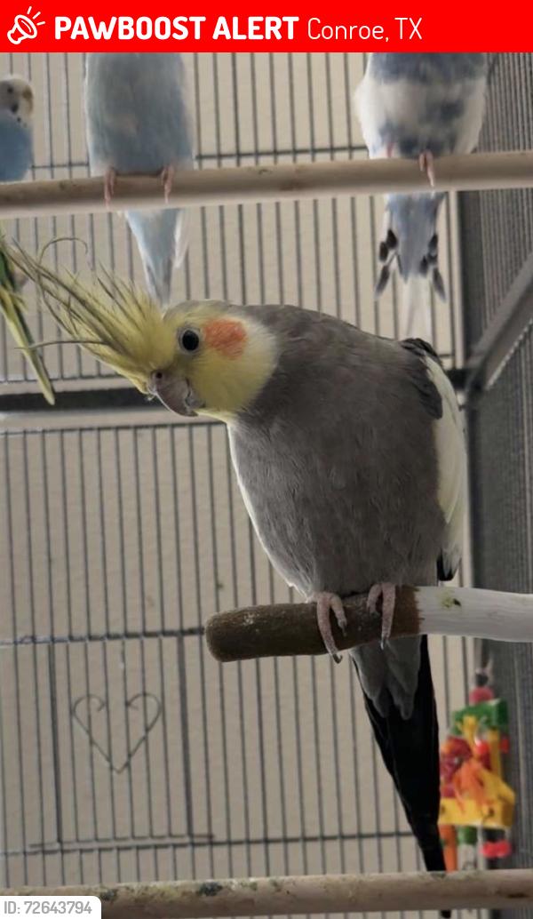 Lost Female Bird last seen At the apmts , Conroe, TX 77384