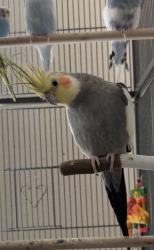 Lost Female Bird last seen At the apmts , Conroe, TX 77384