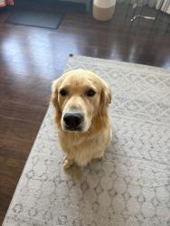 Found/Stray Male Dog last seen Monte Vista Elementary School, Santa Ana, CA 92704