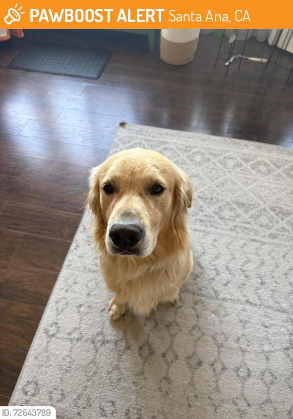 Found/Stray Male Dog last seen Monte Vista Elementary School, Santa Ana, CA 92704