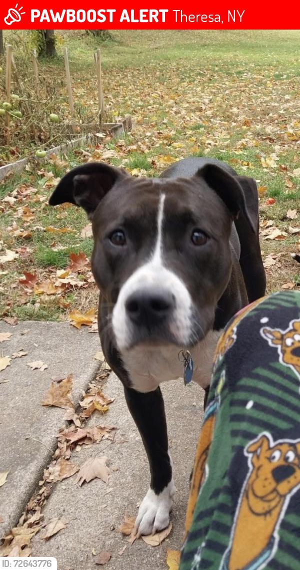 Lost Female Dog last seen theresa primary school, Theresa, NY 13691