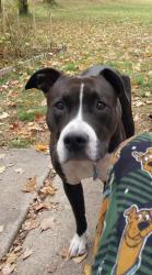 Lost Female Dog last seen theresa primary school, Theresa, NY 13691