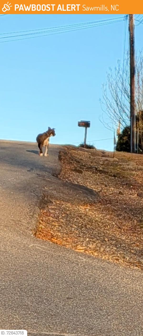 Found/Stray Unknown Dog last seen Horseshoe rd and miller st, Sawmills, NC 28638