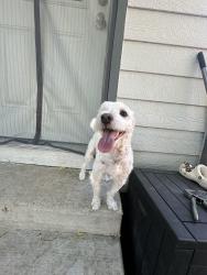Lost Male Dog last seen Park Row & Katy Hockpey , Katy, TX 77493