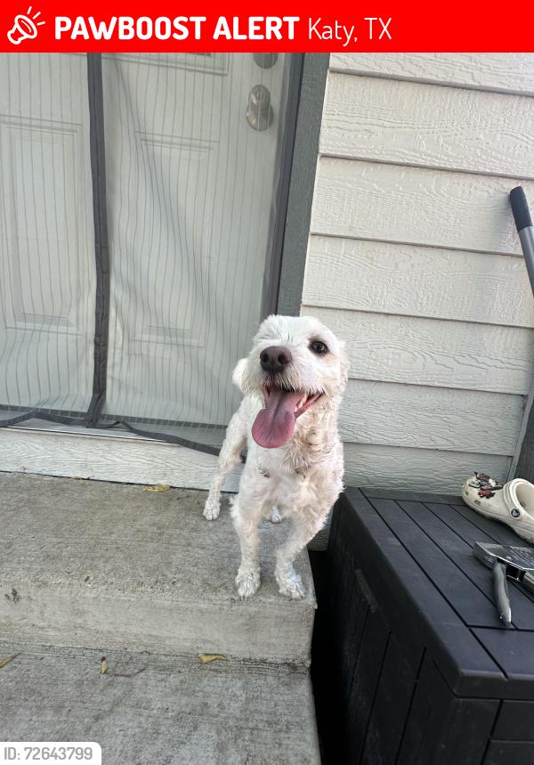 Lost Male Dog last seen Park Row & Katy Hockpey , Katy, TX 77493