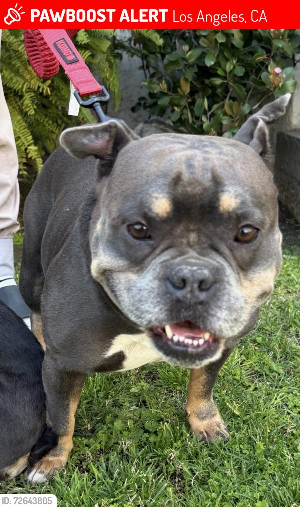 Lost Male Dog last seen 50th and S Budlong Ave, Los Angeles, CA 90037
