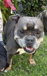Lost Male Dog last seen 50th and S Budlong Ave, Los Angeles, CA 90037