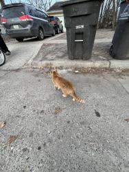 Lost Male Cat last seen McCormick street  , Des Moines, IA 50316