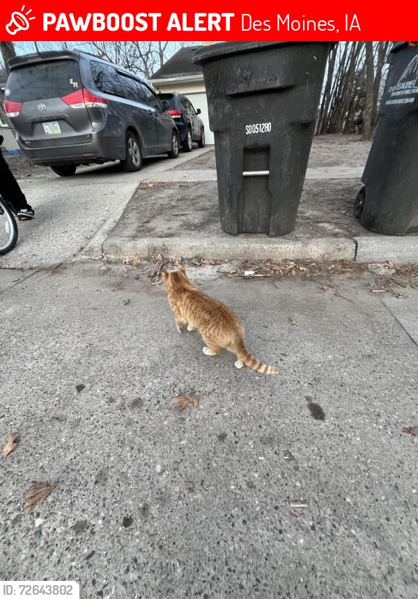 Lost Male Cat last seen McCormick street  , Des Moines, IA 50316