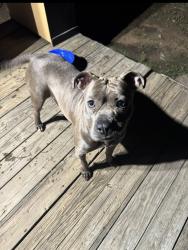 Lost Female Dog last seen NE 12th St, Moore, OK 73160