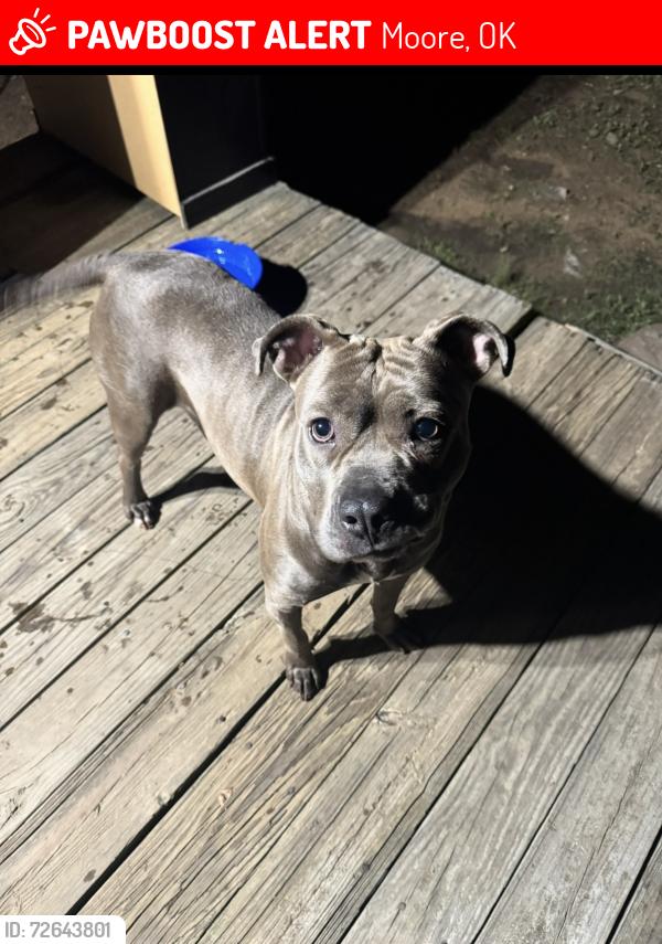 Lost Female Dog last seen NE 12th St, Moore, OK 73160