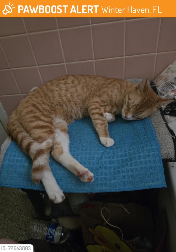 Found/Stray Male Cat last seen Avenue C NE winter Haven fl , Winter Haven, FL 33881