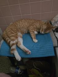 Found/Stray Male Cat last seen Avenue C NE winter Haven fl , Winter Haven, FL 33881