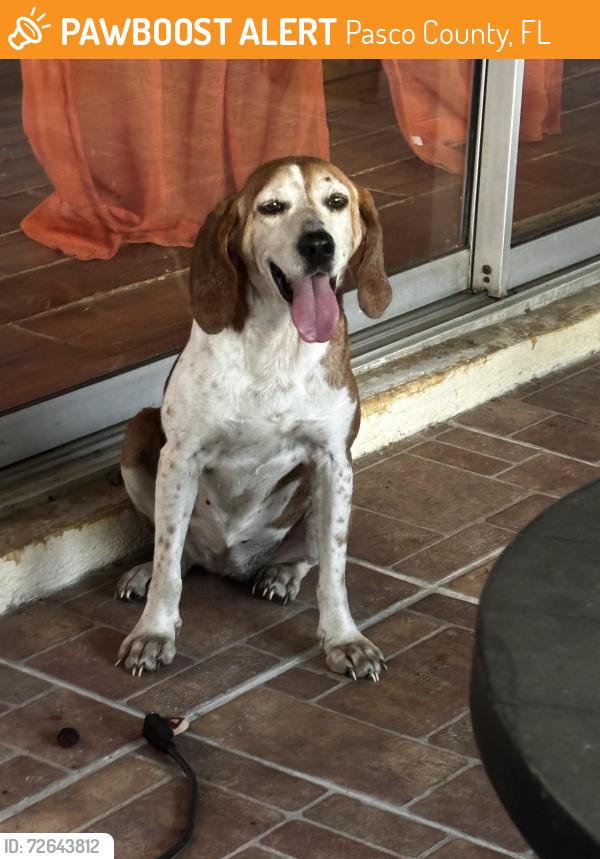 Found/Stray Female Dog last seen Center Grade Rd & 471, Pasco County, FL 33597