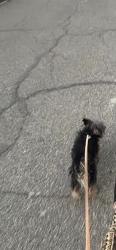 Lost Male Dog last seen Starling dr, Richmond, VA 23229