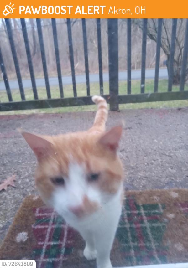 Found/Stray Male Cat last seen Vernon Oden, Akron, OH 44320