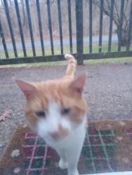 Found/Stray Male Cat last seen Vernon Oden, Akron, OH 44320