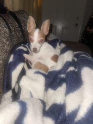 Lost Female Dog last seen Jensen and 99, Fresno, CA 93706