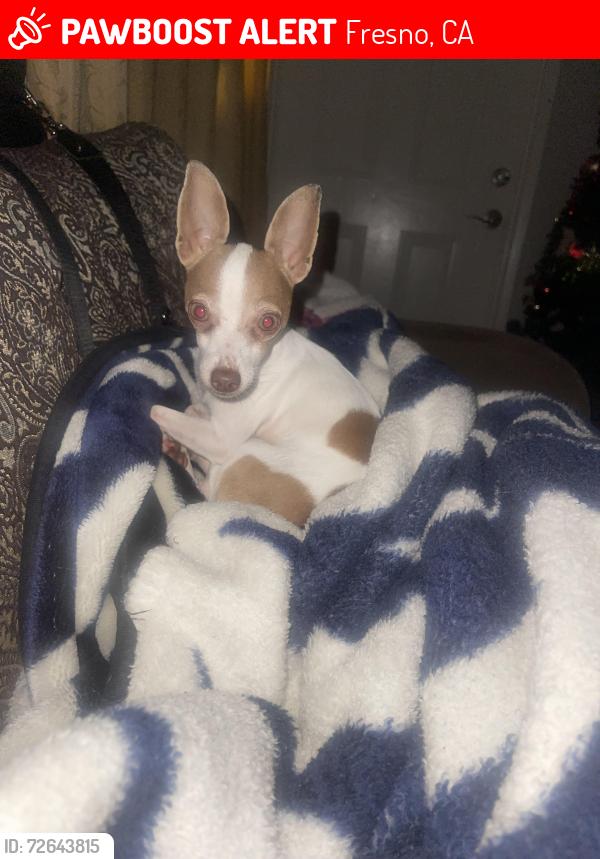 Lost Female Dog last seen Jensen and 99, Fresno, CA 93706