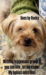 Lost Male Dog last seen Prichard, Dallas, TX 75217