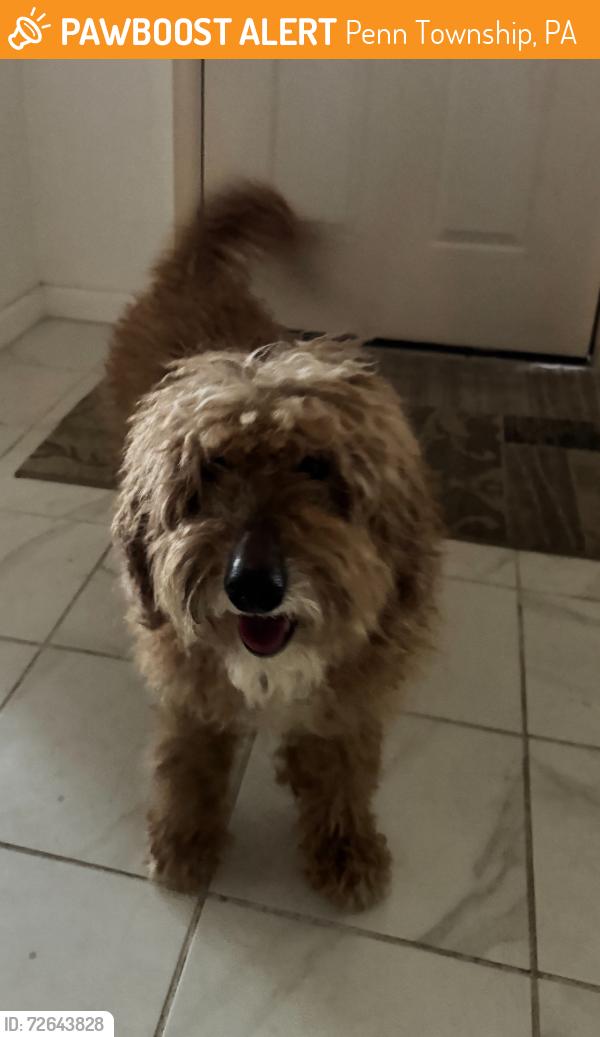 Found/Stray Unknown Dog last seen Doe Run Road, Penn Township, PA 17545