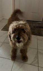 Found/Stray Unknown Dog last seen Doe Run Road, Penn Township, PA 17545