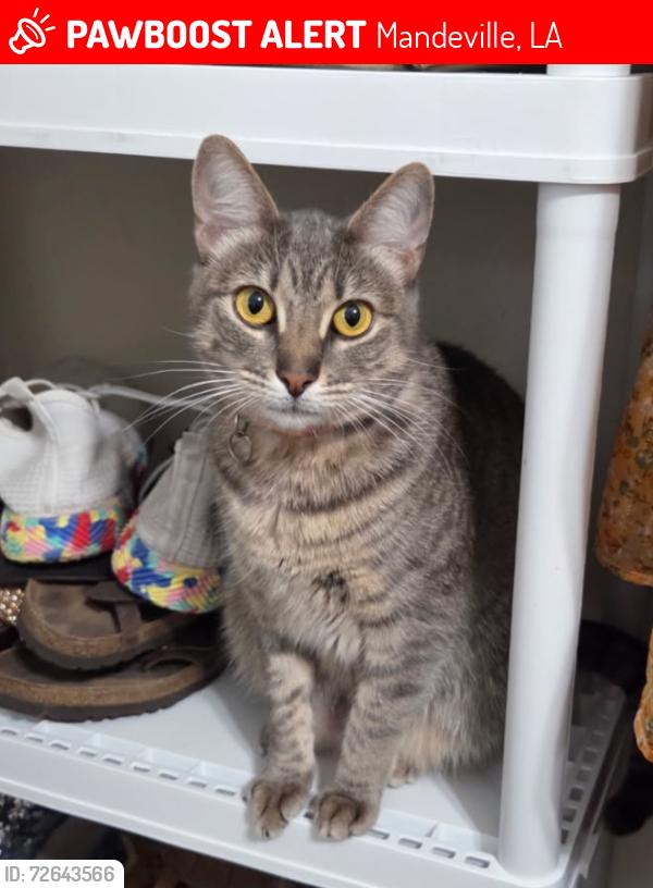 Lost Female Cat last seen Antibes St W and Mariners Blvd Tops'L cndmniums, Mandeville, LA 70448