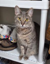 Lost Female Cat last seen Antibes St W and Mariners Blvd Tops'L cndmniums, Mandeville, LA 70448