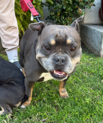 Lost Male Dog last seen Vermont Square Branch library 50th and S Budlong Ave, Los Angeles, CA 90037