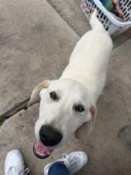 Found/Stray Male Dog last seen Toronto ct, Brownsville, TX 78526