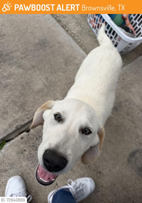 Found/Stray Male Dog last seen Toronto ct, Brownsville, TX 78526