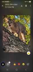 Found/Stray Female Cat last seen Lake Elbert Dr Ne, Winter Haven, FL 33881