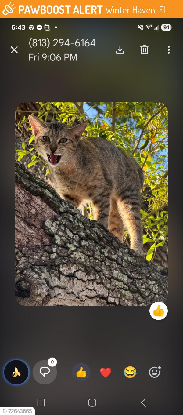 Found/Stray Female Cat last seen Lake Elbert Dr Ne, Winter Haven, FL 33881