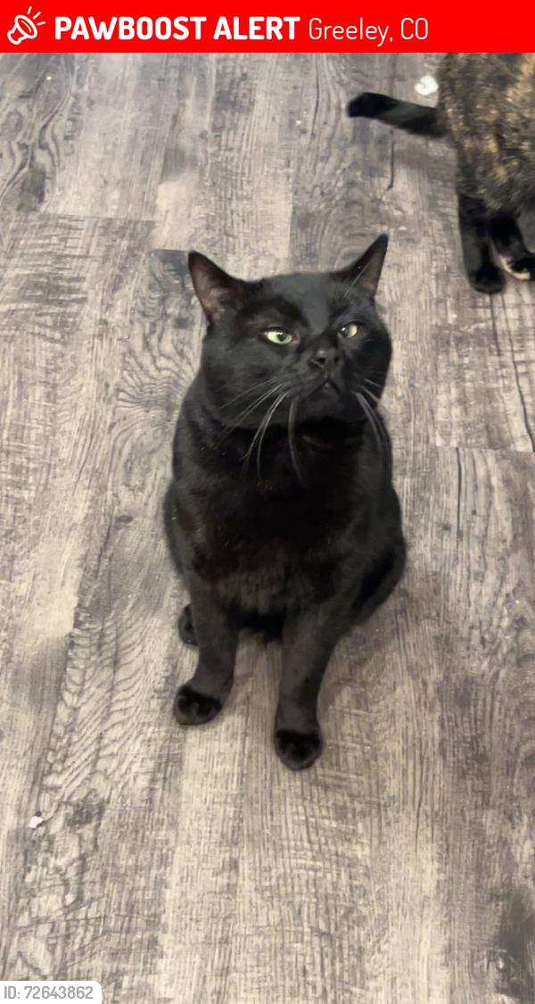 Lost Male Cat last seen Poudre Trail apmts , Greeley, CO 80631
