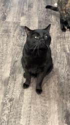 Lost Male Cat last seen Poudre Trail apmts , Greeley, CO 80631