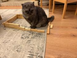Lost Female Cat last seen Oaktree crescent , Bradley Stoke, England BS32