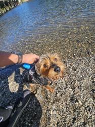 Lost Male Dog last seen Dewey dr. And Palm, Sacramento County, CA 95608
