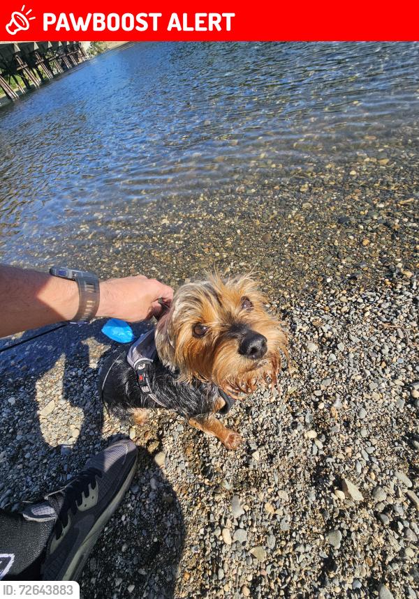Lost Male Dog last seen Dewey dr. And Palm, Sacramento County, CA 95608